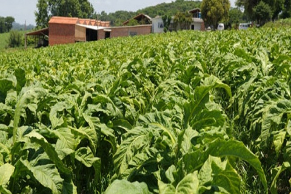 Legislação sobre o tabaco corre risco de gerar crise de alimentação