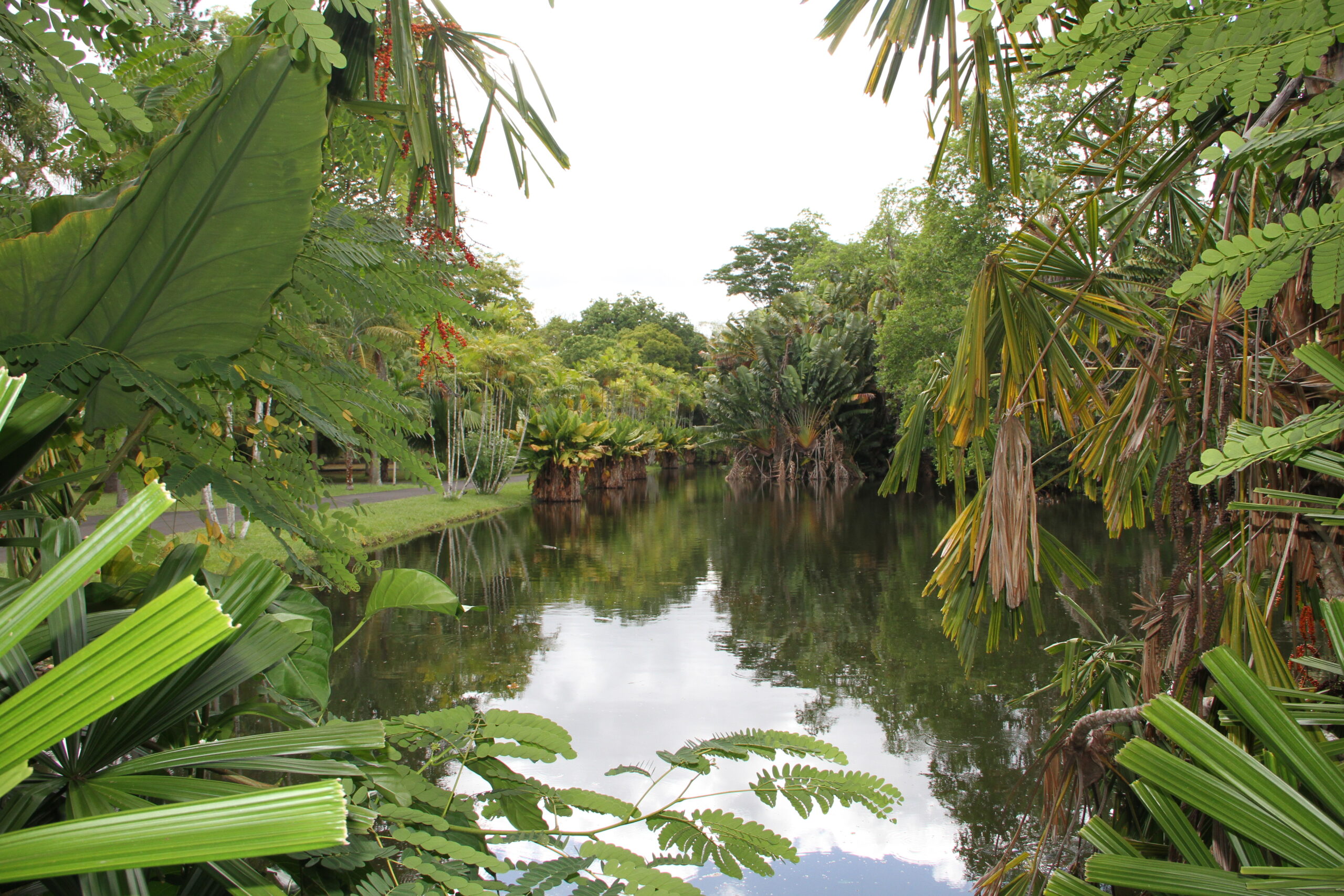 Emblemático tesouro natural das Ilhas Maurícias